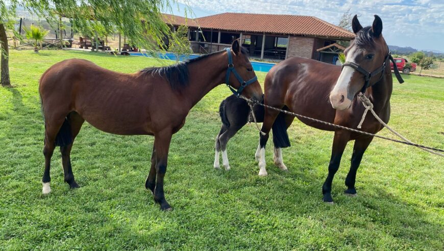 VENDO YEGUA INSCRITA PARIDA MAS POTRILLO INSCRITO