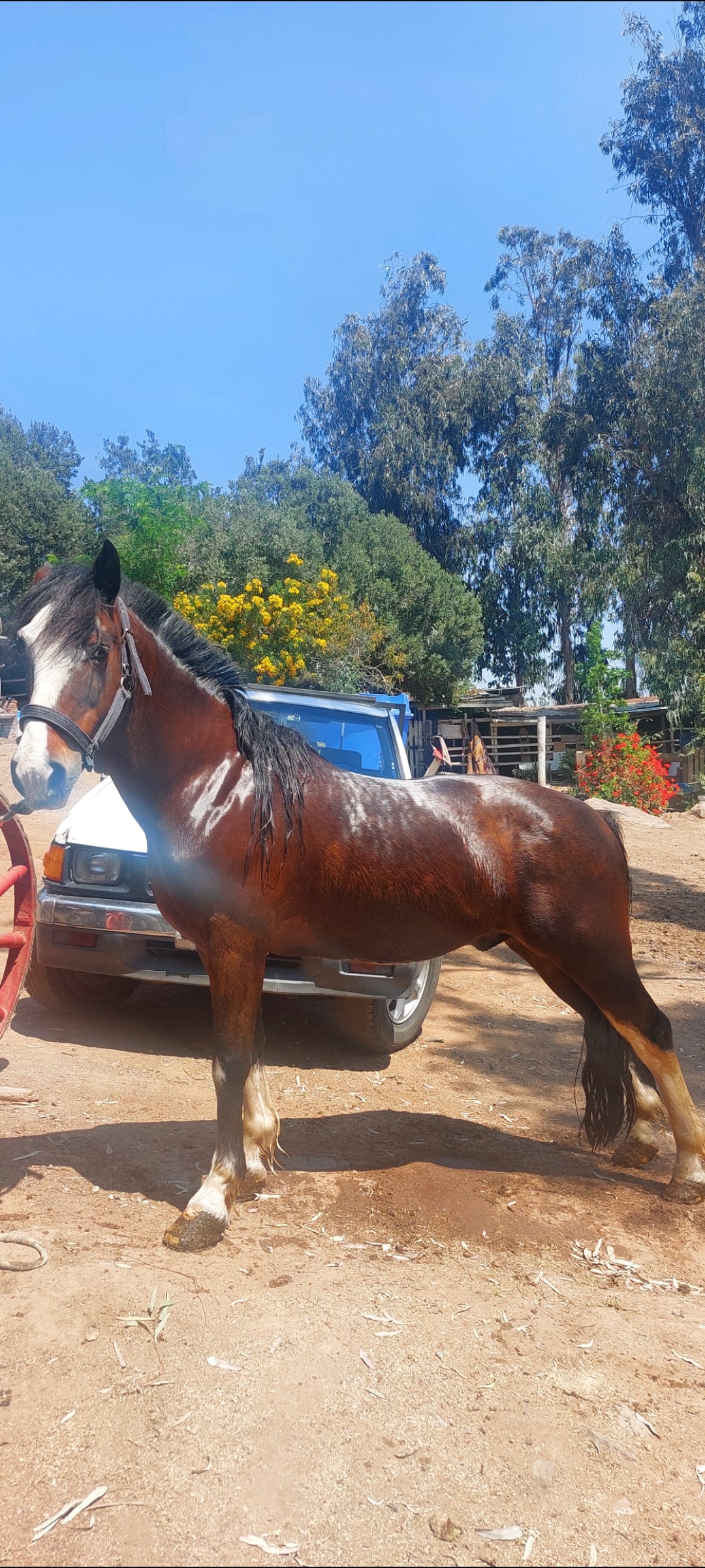 Caballo Chileno 10 años