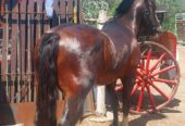 Caballo Chileno 10 años
