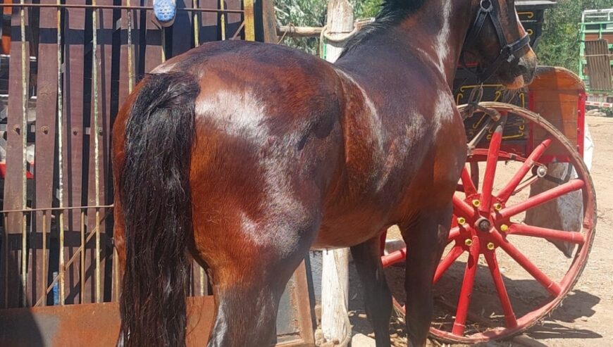 Caballo Chileno 10 años