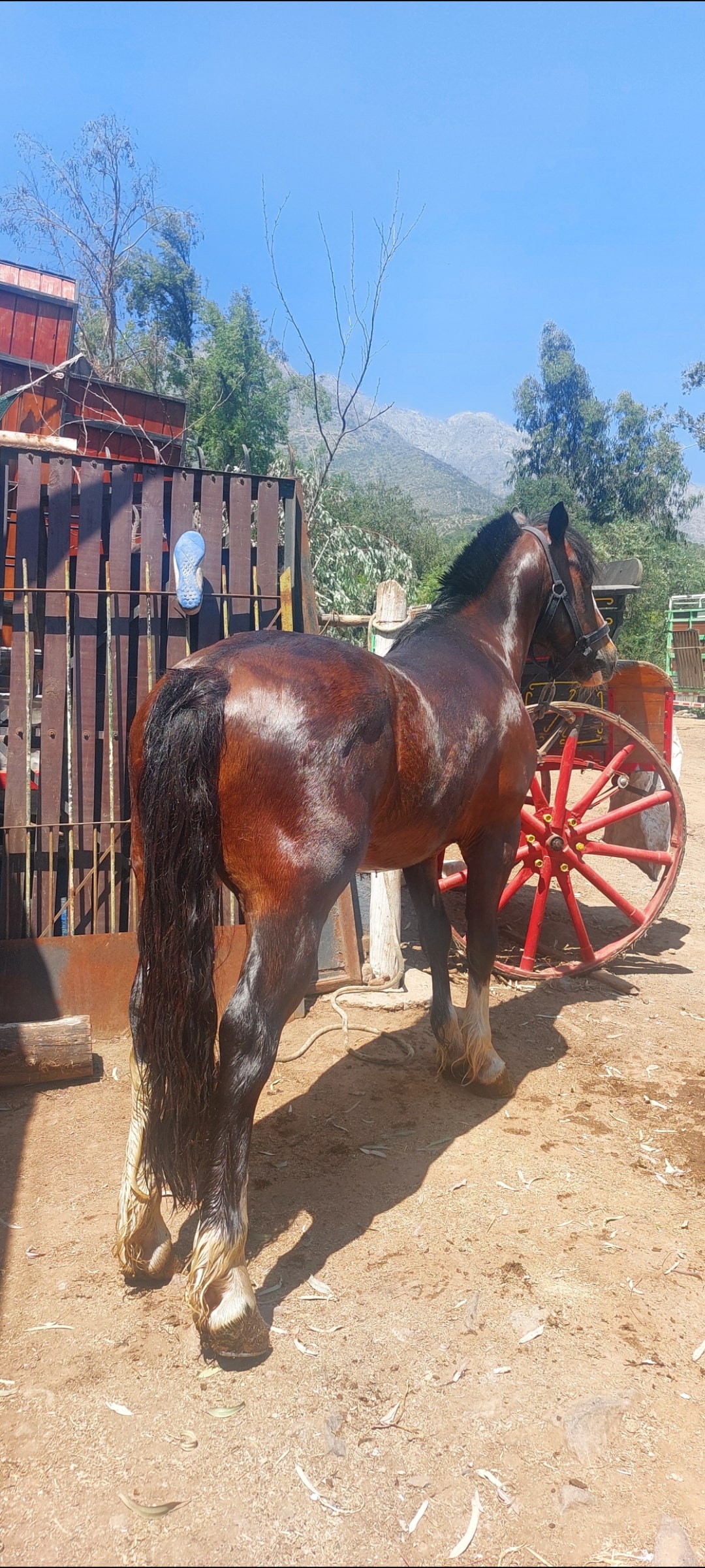 Caballo Chileno 10 años