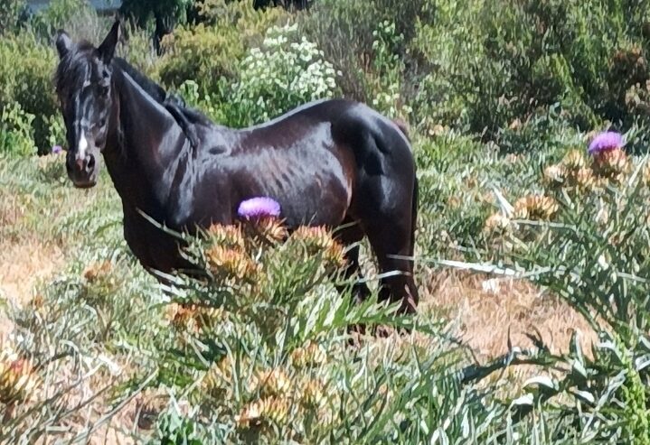 Venta caballo docil 15 años sanito.