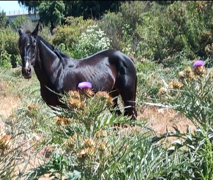 Venta caballo docil 15 años sanito.
