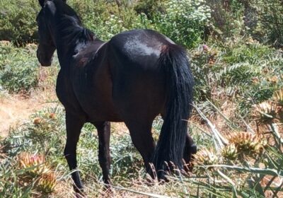 Venta caballo docil 15 años sanito.