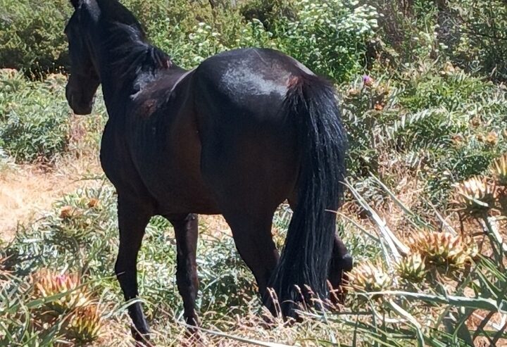 Venta caballo docil 15 años sanito.