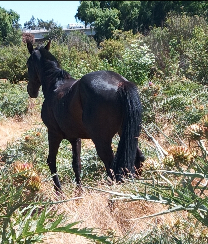 Venta caballo docil 15 años sanito.