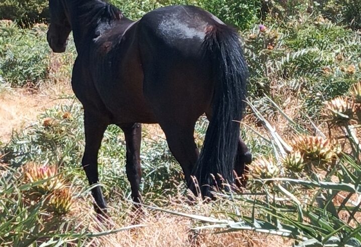 Venta caballo docil 15 años sanito.