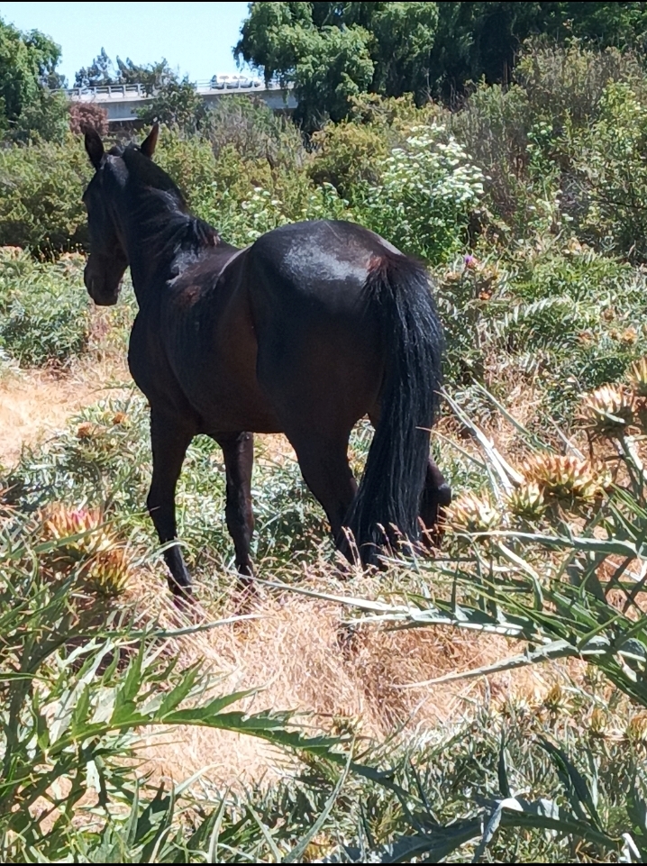 Venta caballo docil 15 años sanito.