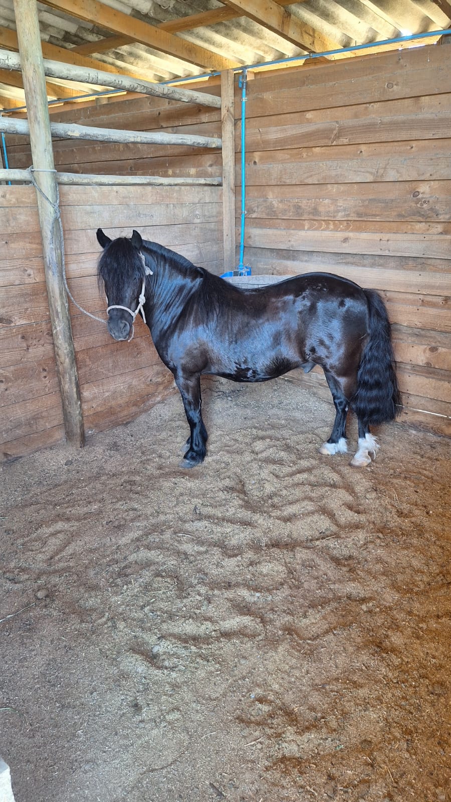 Excelente Pony Negro