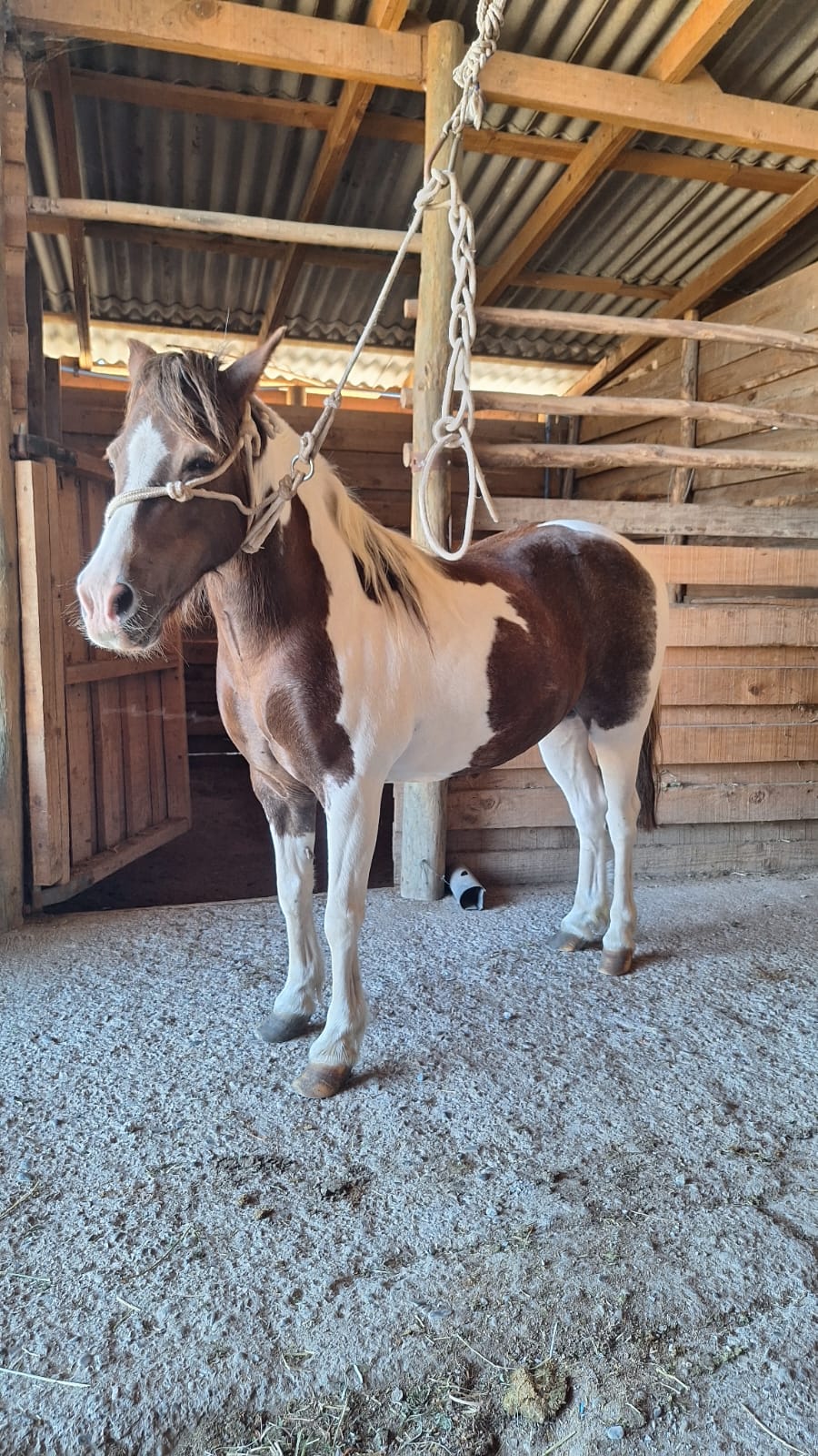 Lindo Pony Overo
