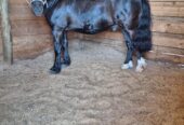 Excelente Pony Negro