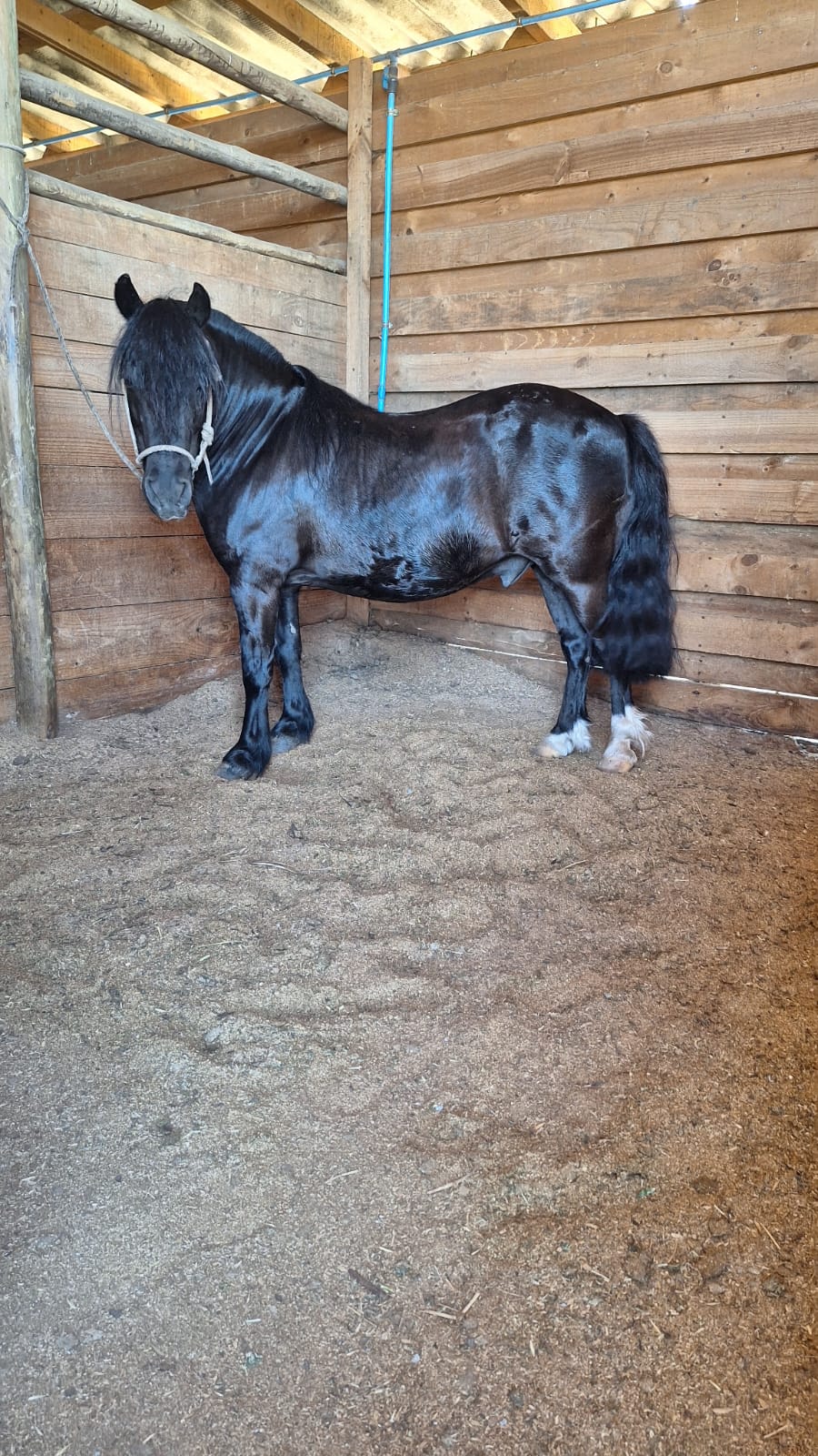 Excelente Pony Negro