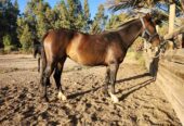 Vendo excelente potranca muy buen desarrollo