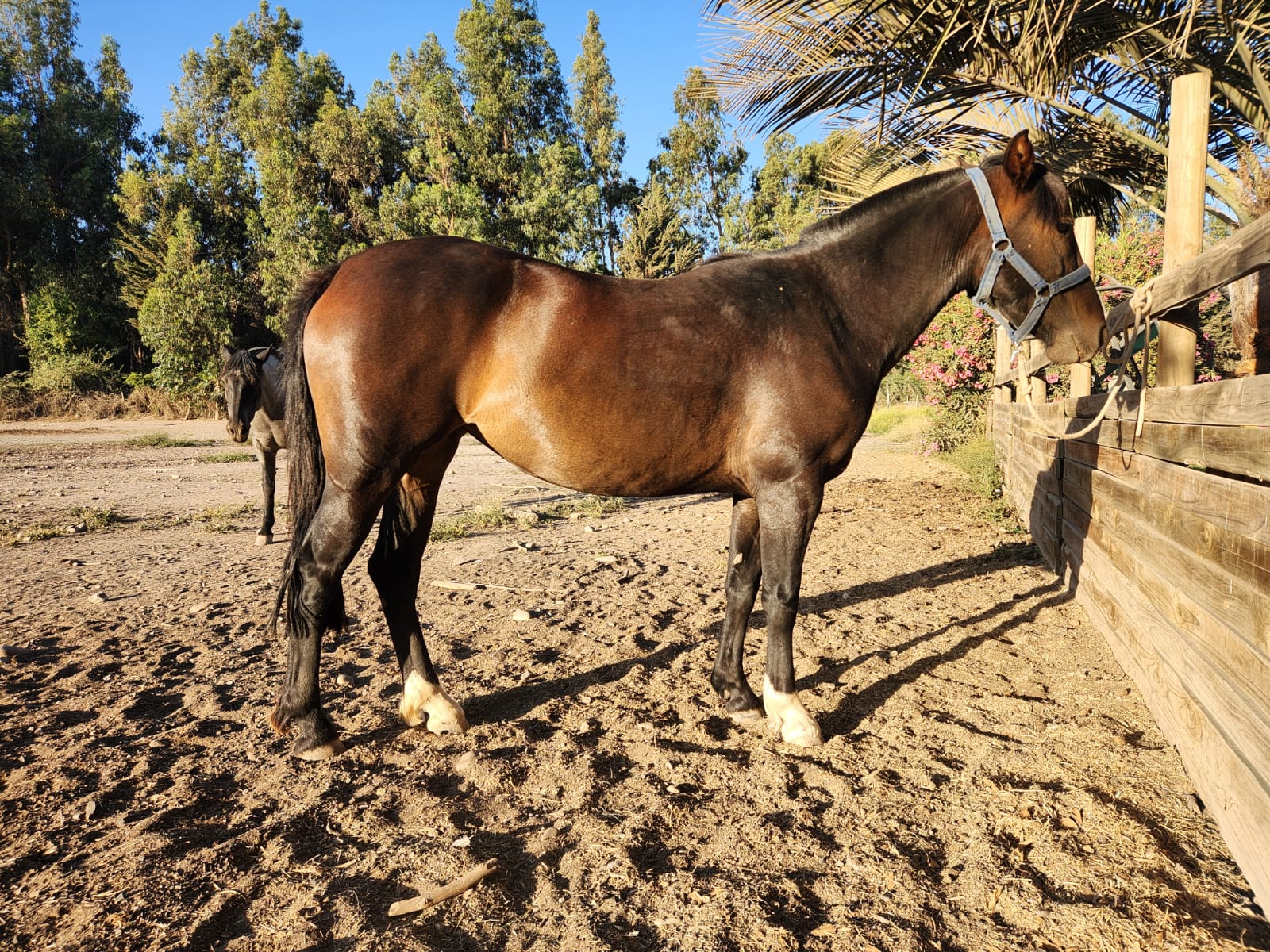 Vendo excelente potranca muy buen desarrollo