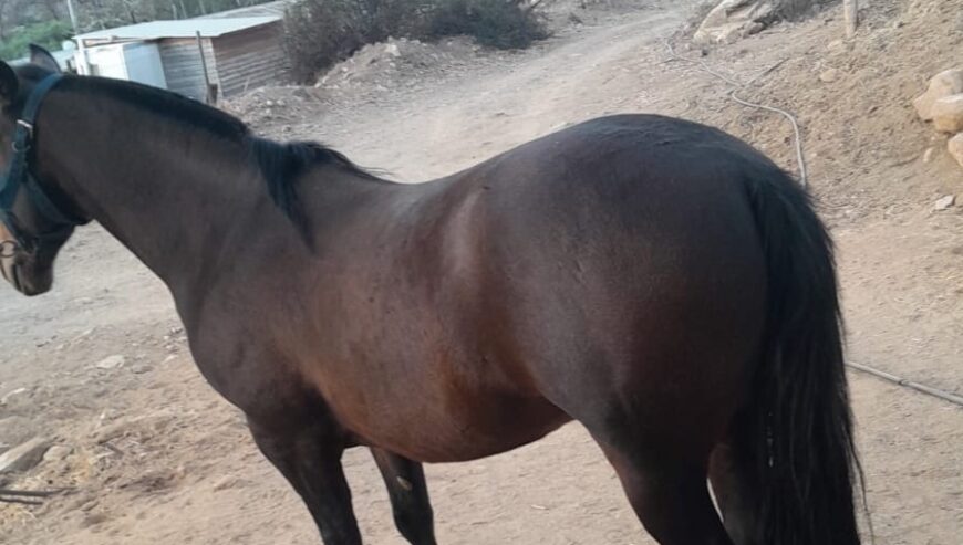 Vendo Caballo Maestro