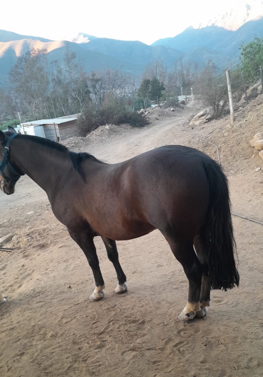 Vendo Caballo Maestro