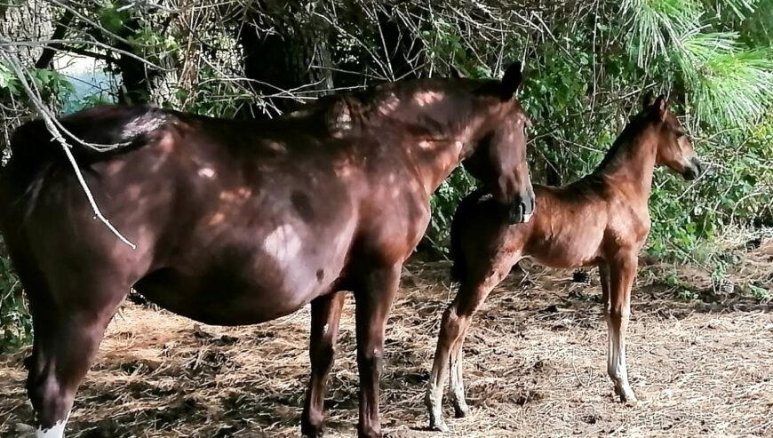 Potrillo Colorado de año, buena clase. Sano, con sus papeles al día para inscribir el futuro comprador