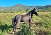 Vendo Caballo Chilote