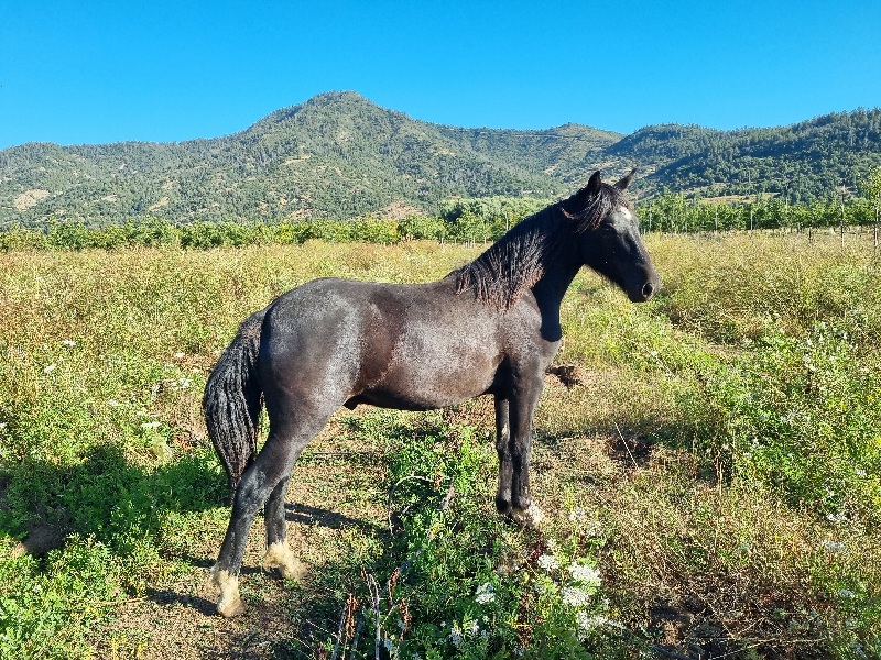 Vendo Caballo Chilote