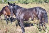 Vendo Caballo Chilote