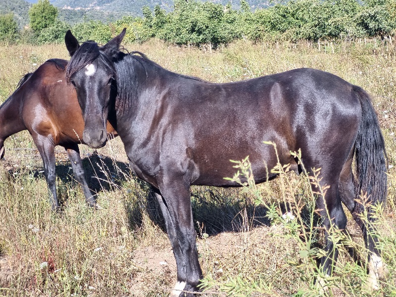 Vendo Caballo Chilote