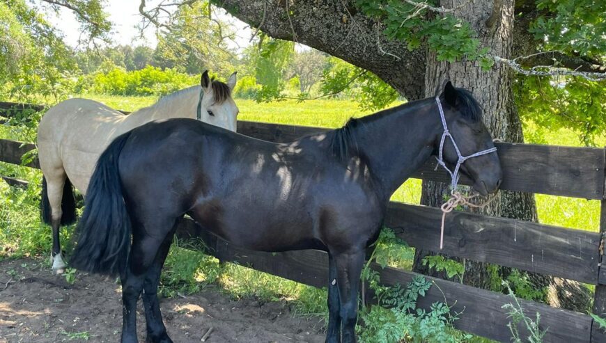 Gran Potranca Nieta del REQUINTO Y EL CATO