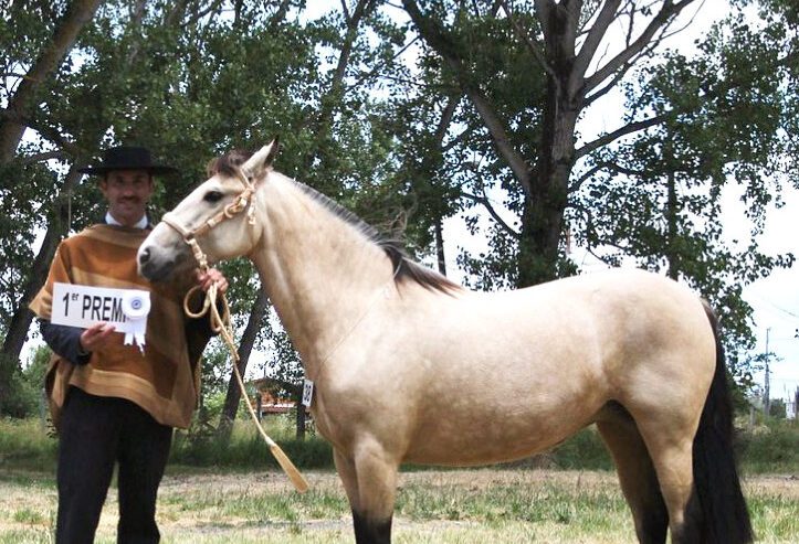 YEGUA INSCRITA DE GRAN CALIDAD NIETA DE EL CATO -Curandera