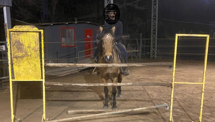 Vendo Caballo de Salto