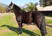 Caballo Corriendo hijo del Disturbio