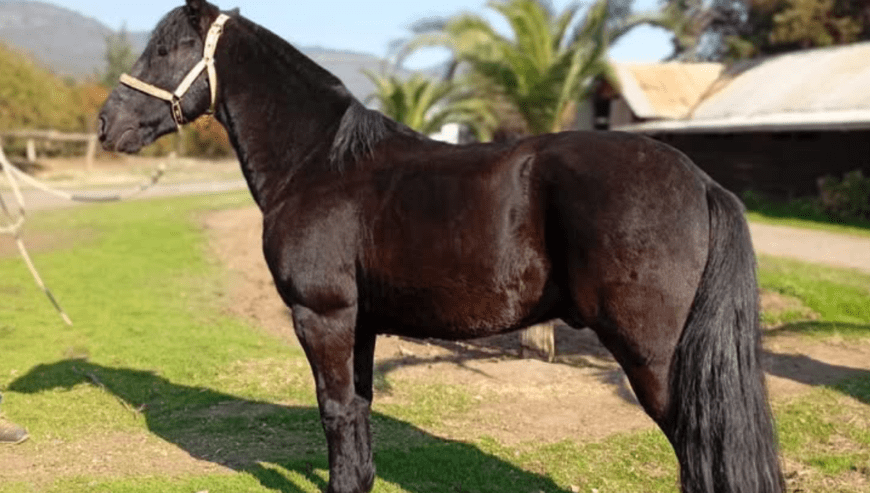 Caballo Corriendo hijo del Disturbio