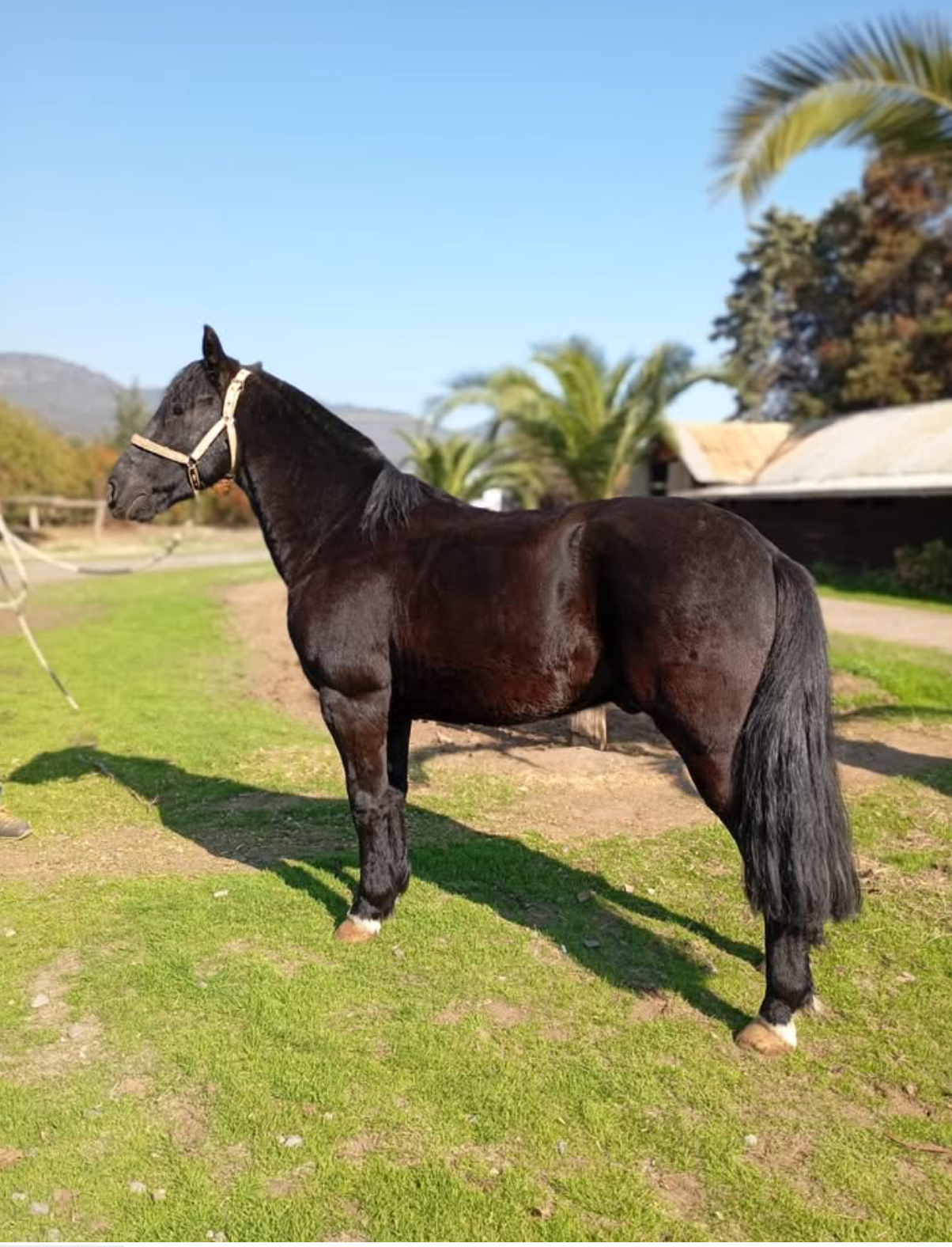Caballo Corriendo hijo del Disturbio