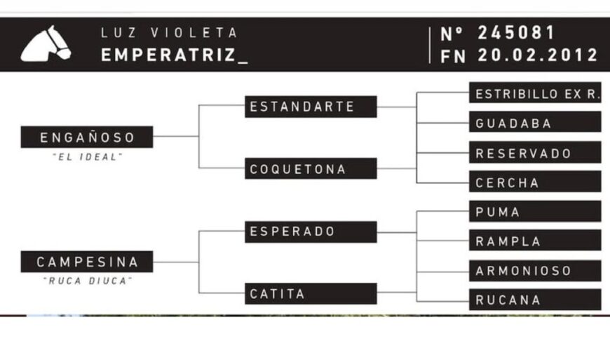 Yegua de Gran Sello Racial