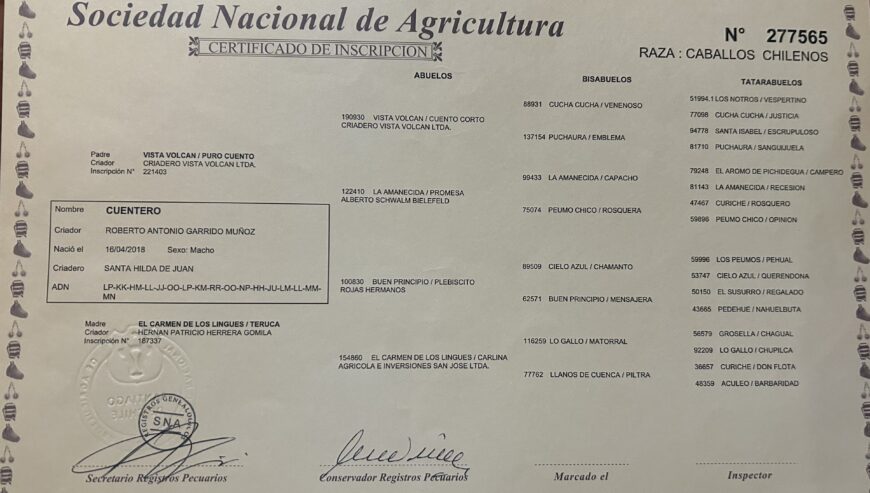 Se vende nieto de plebiscito por la madre, su padre vista volcan puro cuento linea venenoso