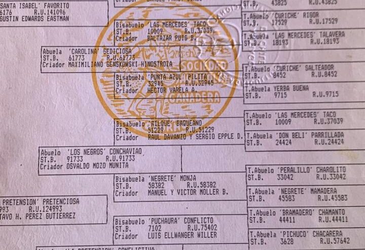 Potranca hija de Sablazo en madre Escándalo