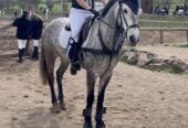 Vendo Caballo de Salto