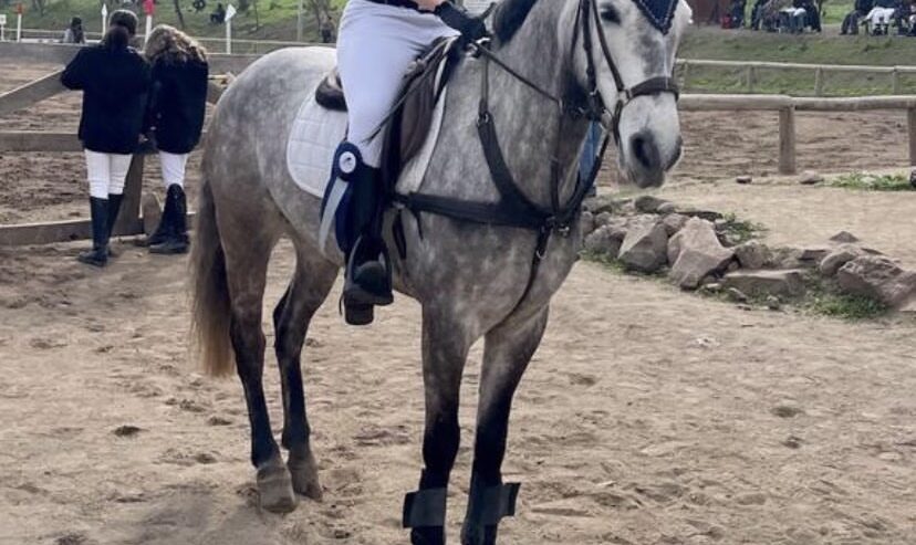 Vendo Caballo de Salto
