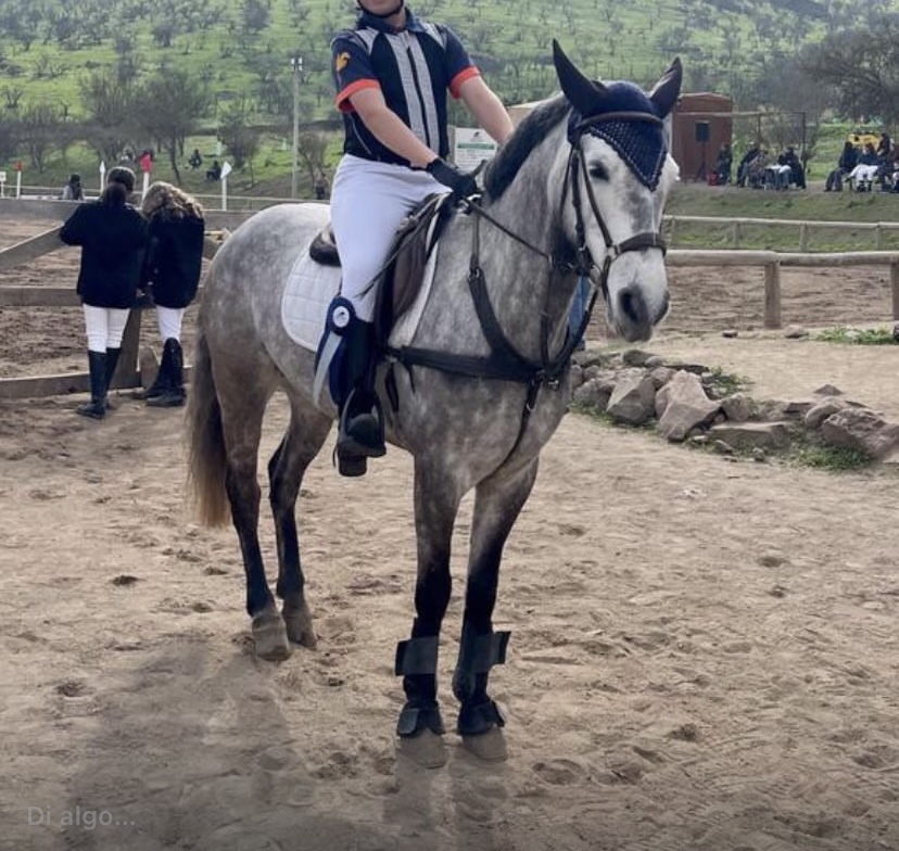 Vendo Caballo de Salto