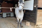 Vendo Caballo de Salto