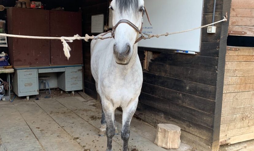Vendo Caballo de Salto