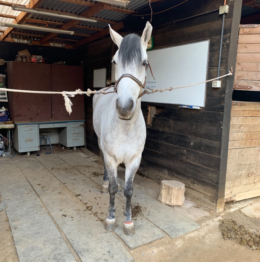 Vendo Caballo de Salto
