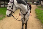 Vendo Caballo de Salto