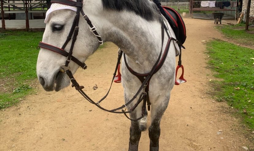 Vendo Caballo de Salto