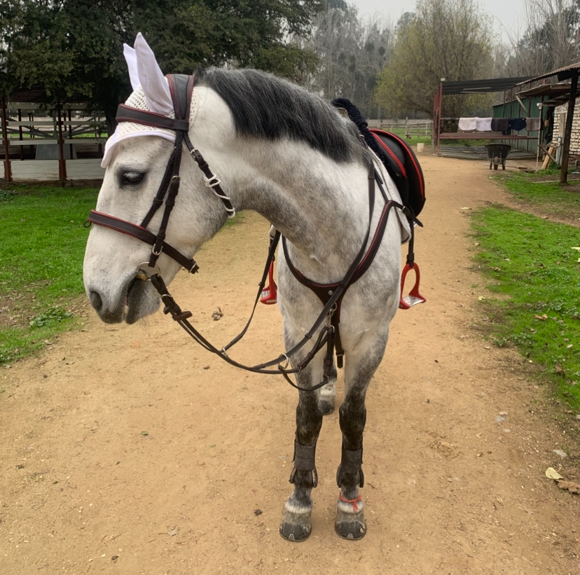 Vendo Caballo de Salto