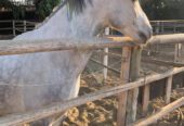 Vendo Caballo de Salto