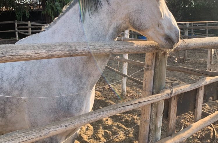 Vendo Caballo de Salto