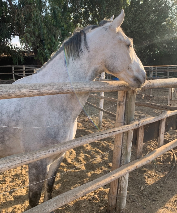 Vendo Caballo de Salto