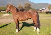Vendo caballo topeando muy buena alzada