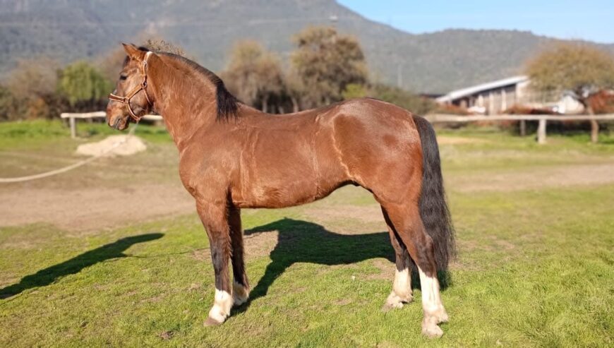 Vendo caballo topeando muy buena alzada