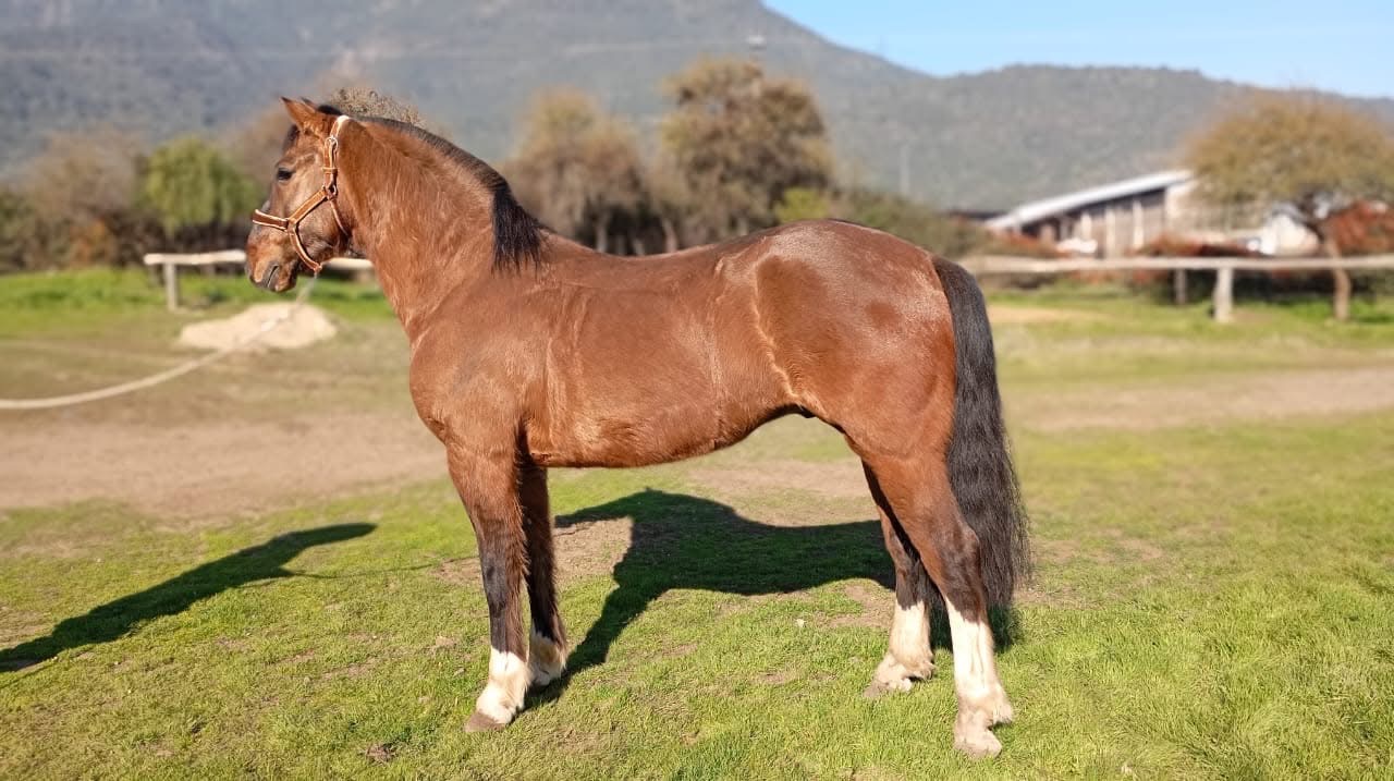 Vendo caballo topeando muy buena alzada