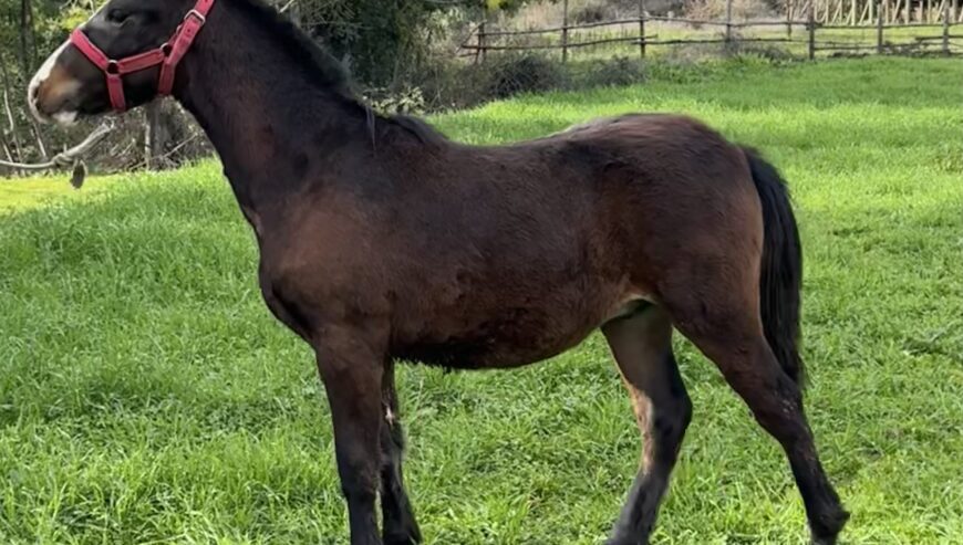 Potrillo nieto de Estruendo en madre Tentación